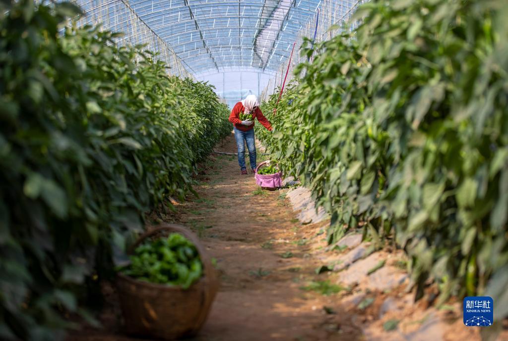 白菜网送彩金2018不限ip